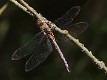 J18_2355 Aeshna mixta female